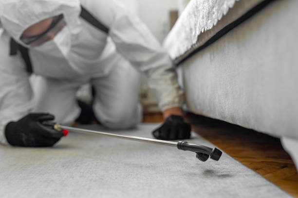 Professional Bed Bug Control technician working in Lafayette, CO